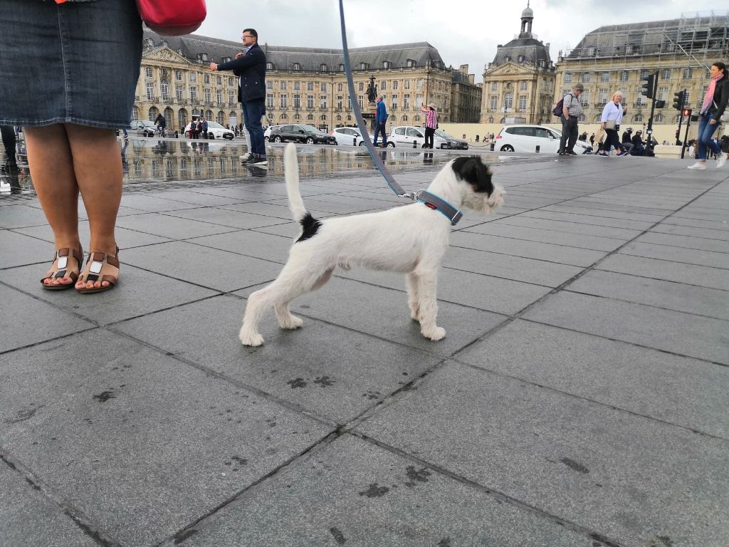 CH. Heaven de l'airial de laguloup of nock river's vom schwarzwal poland