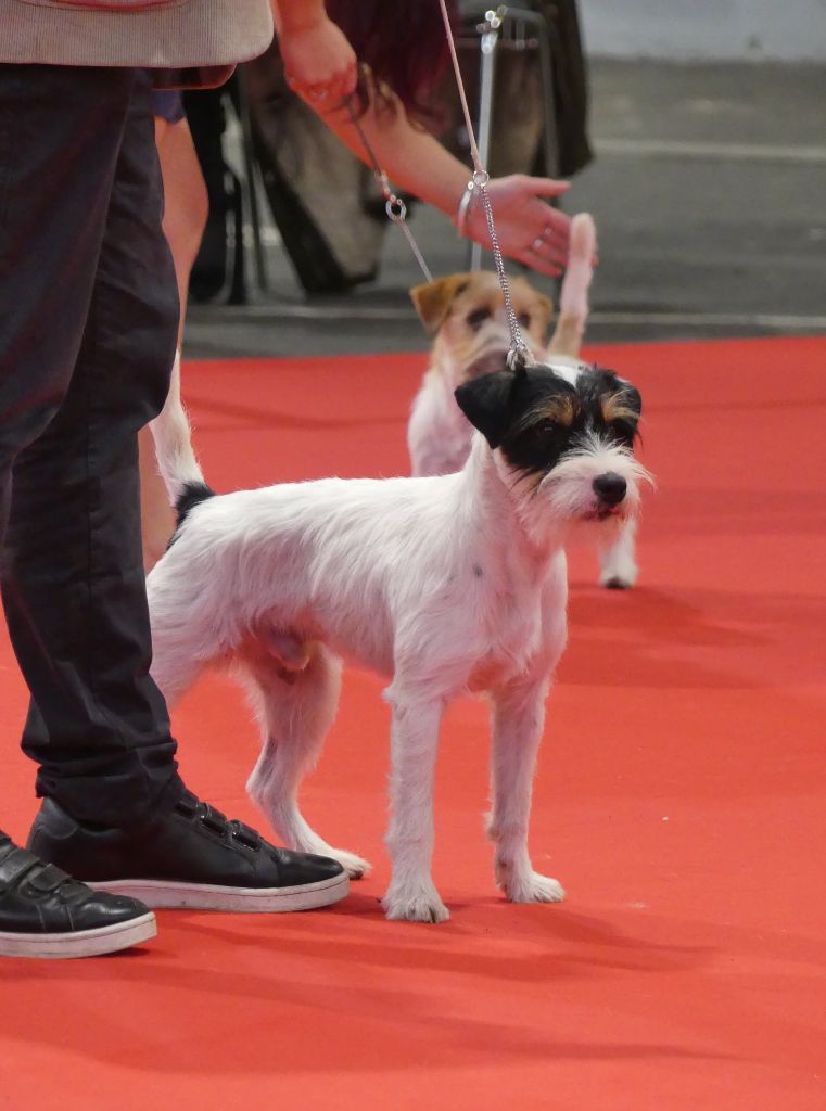 CH. Heaven de l'airial de laguloup of nock river's vom schwarzwal poland