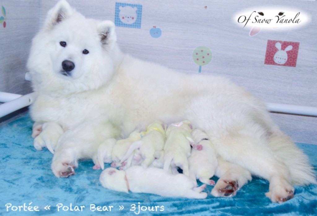 Accueil Elevage Familial Chiens Samoyedes Of Snow Yanola