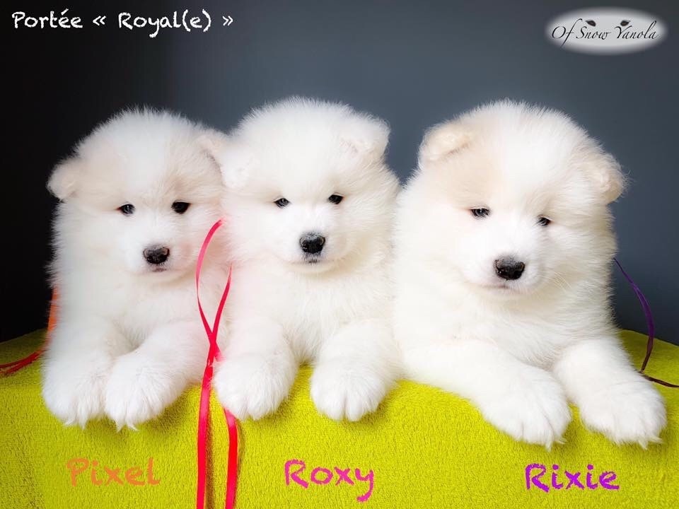 Accueil Elevage Familial Chiens Samoyedes Of Snow Yanola Eleveur De Chiens Samoyede De Qualite En France