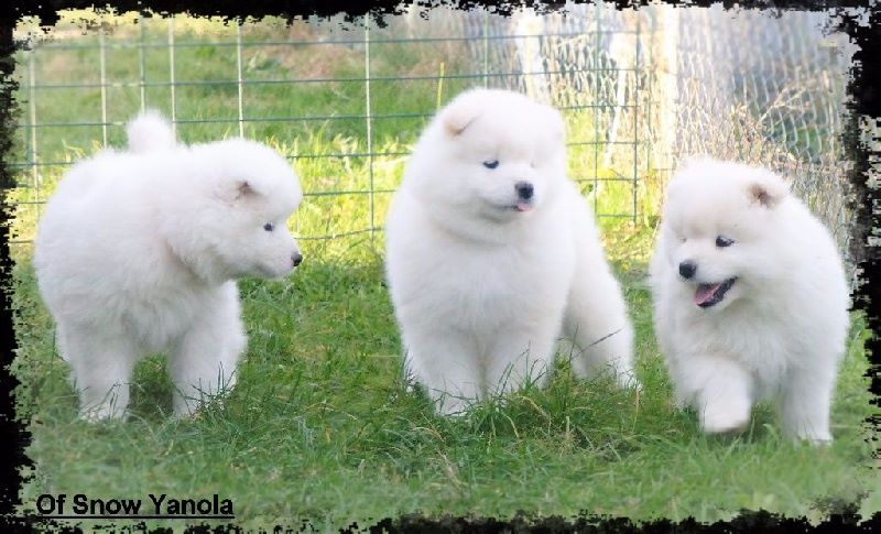 Accueil Elevage Familial Chiens Samoyedes Of Snow Yanola