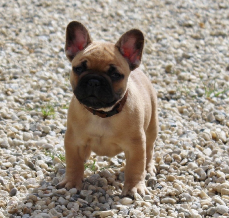 Chiot Elevage Des Joyeux P Tits Molosses Eleveur De Chiens Bouledogue Francais