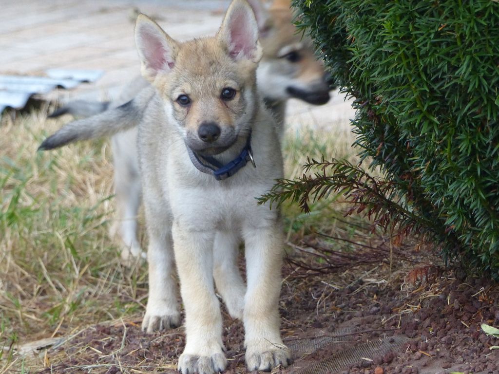 Chien Loup Tchécoslovaque Toutes Les Informations Sur Cette