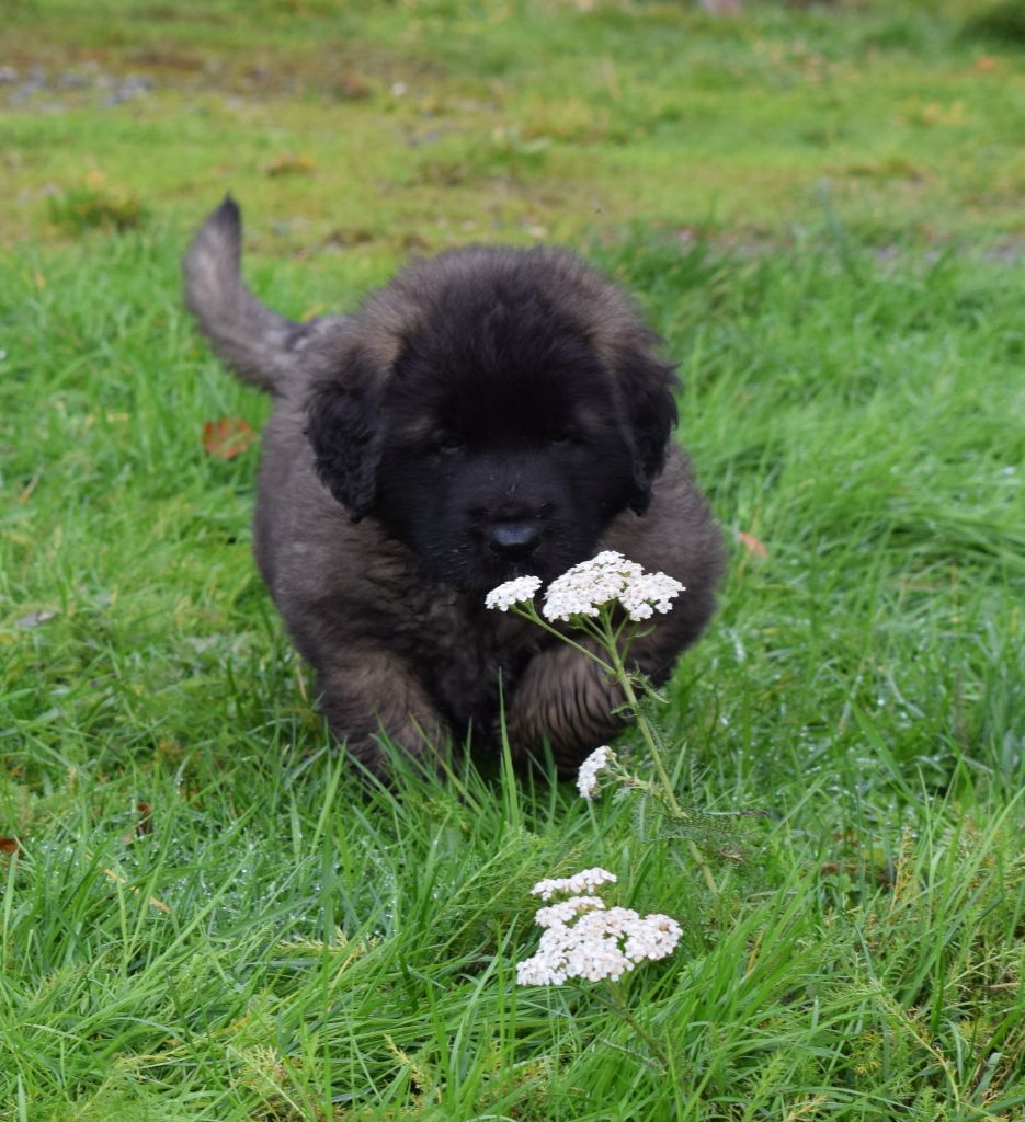 CH. Pippa Des Gardiens Des Lions