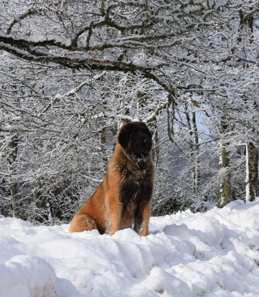 CH. Pippa Des Gardiens Des Lions