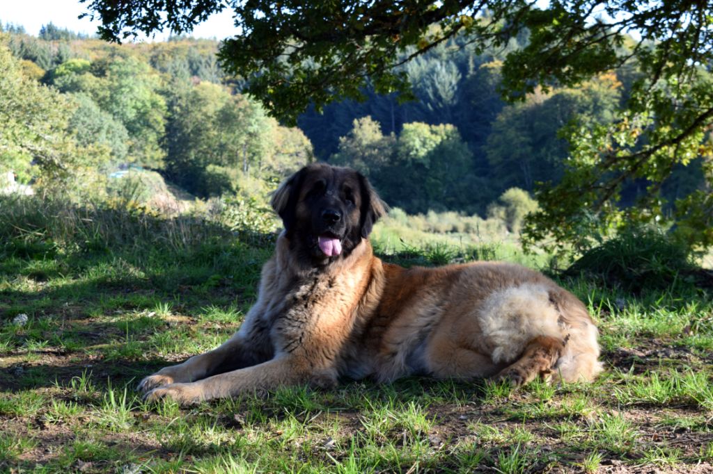 Pin-up Des Gardiens Des Lions