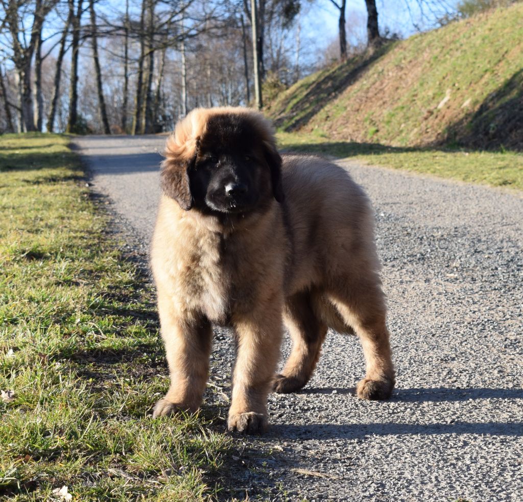 CH. Pippa Des Gardiens Des Lions