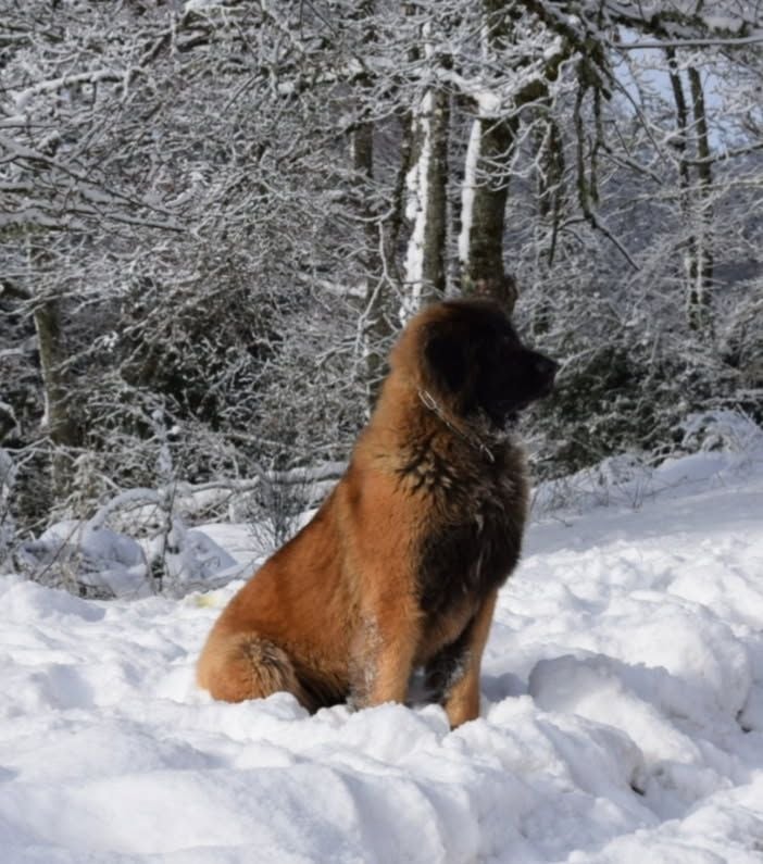 CH. Pippa Des Gardiens Des Lions