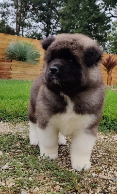 Les Eleveurs de chiens de race en 14 - Calvados France inscrits 