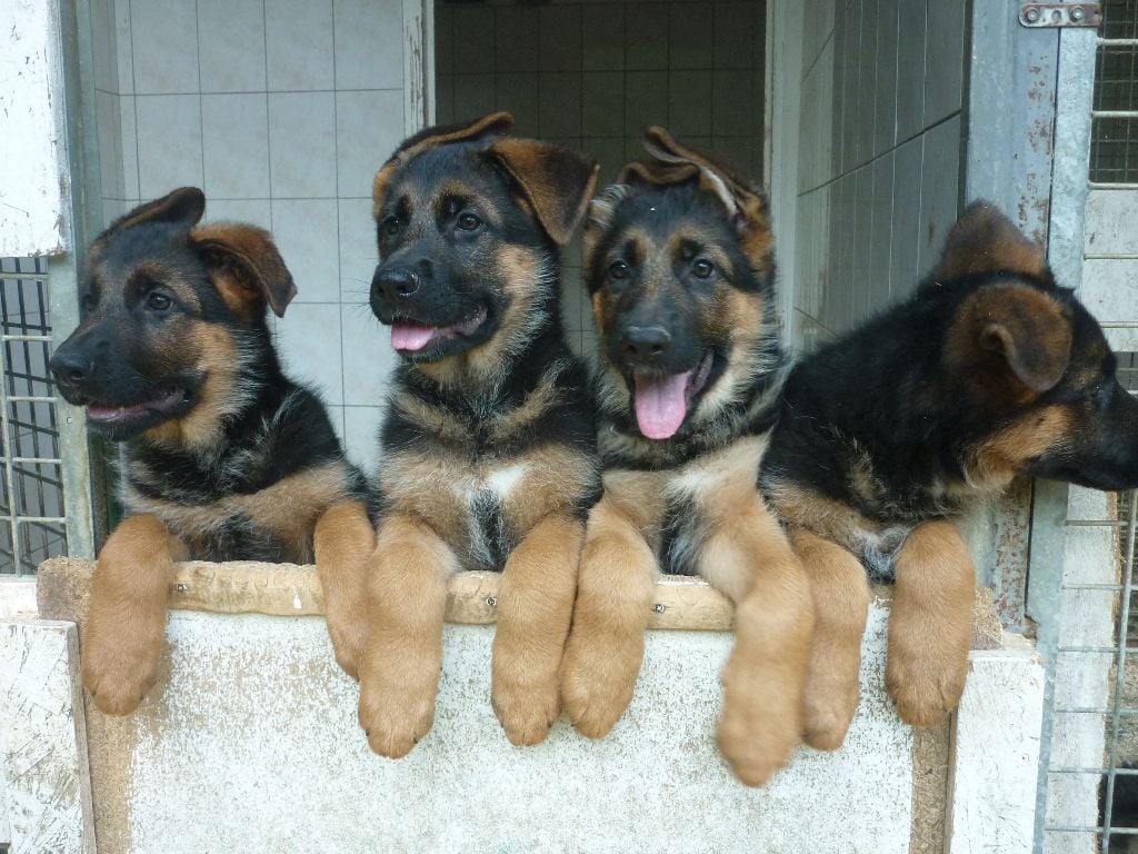 Chiot Elevage De La Presquile Guerandaise Eleveur De