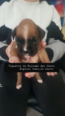 Boxer - Du Royaume Des Crocs Mignons