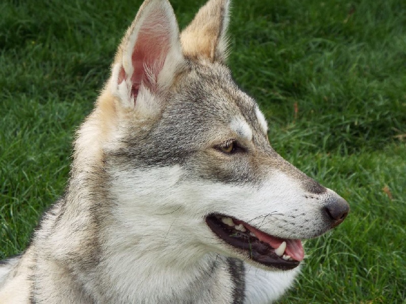 Photo Elevage Des Rives Du Fleuve Lena Eleveur De Chiens Chien Loup De Saarloos