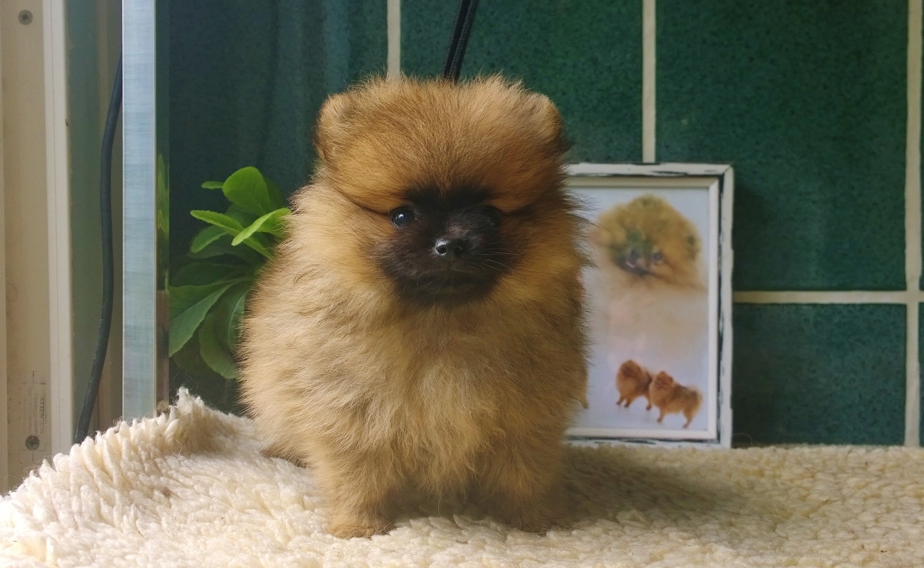 Chiot Elevage De La Beaute Francaise Eleveur De Chiens Spitz Allemand Nain Petit Pomeranien