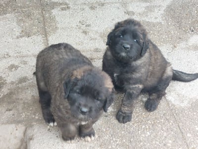 Leonberger - De La Ferme De La Couronne