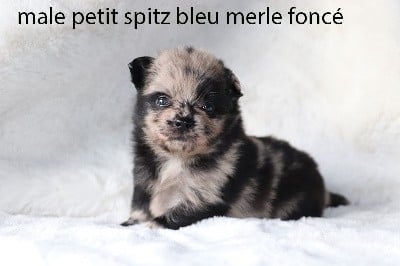 Spitz allemand - De la butte de Goliath