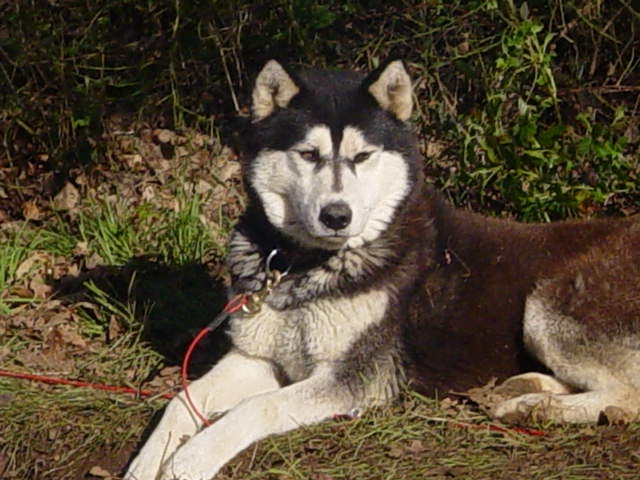 Valko des rèves polaires