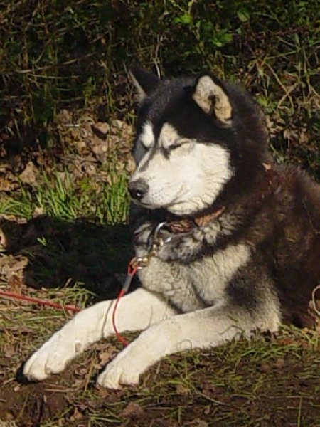 Valko des rèves polaires