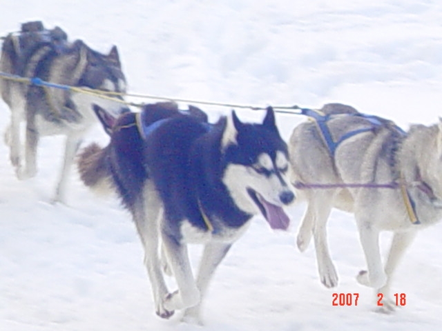 Valko des rèves polaires