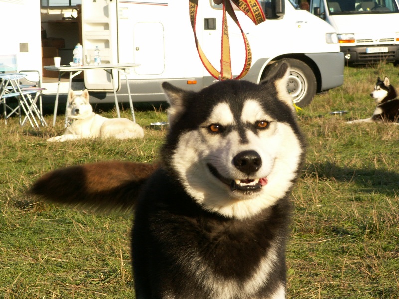 Valko des rèves polaires