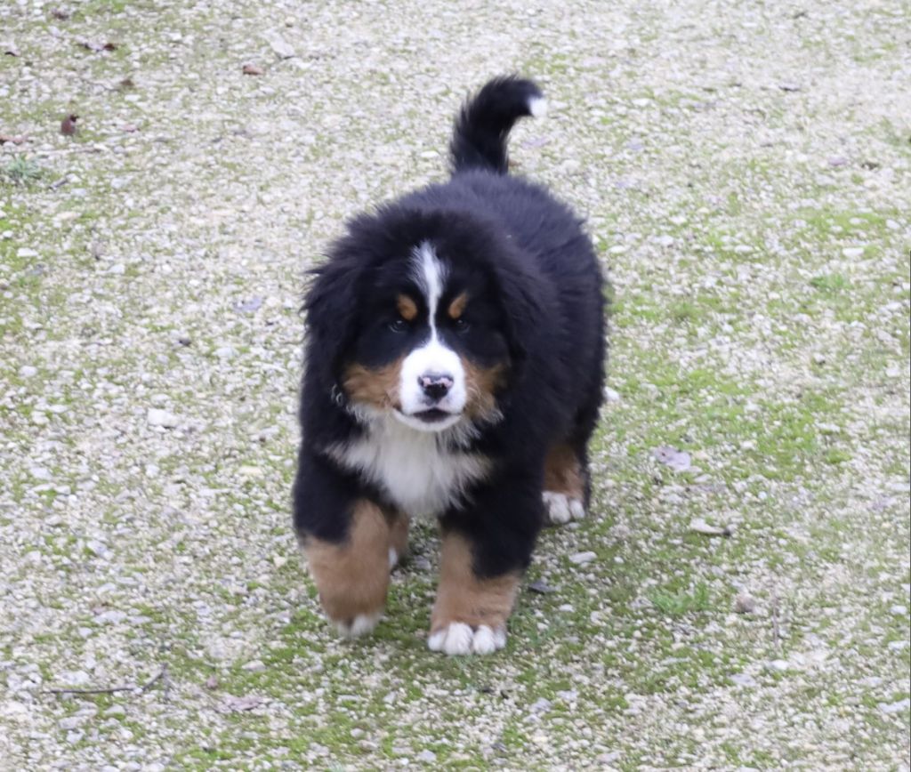 Chiots Bouvier Bernois male LOF (3383) 