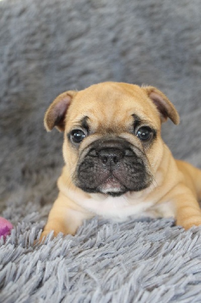 Chiot Elevage Du Royaume Des Ty Zef Eleveur De Chiens Bouledogue Francais