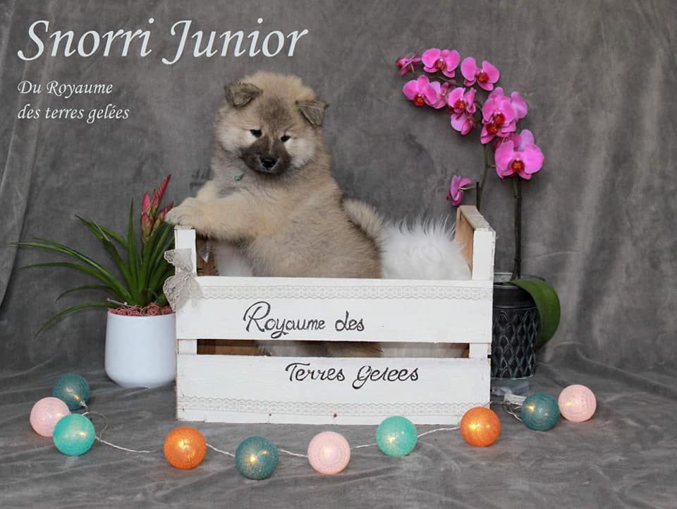 Snorri junior Du Royaume Des Terres Gelées