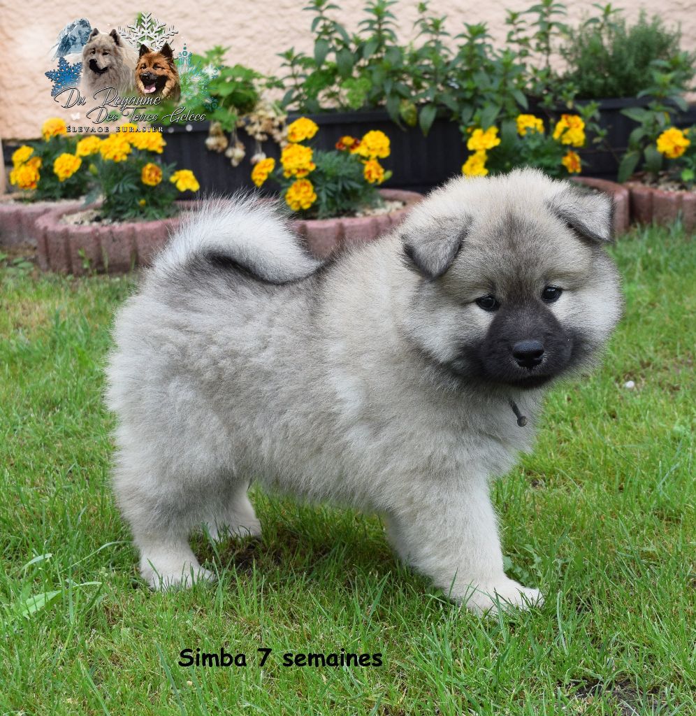 Simba Du Royaume Des Terres Gelées