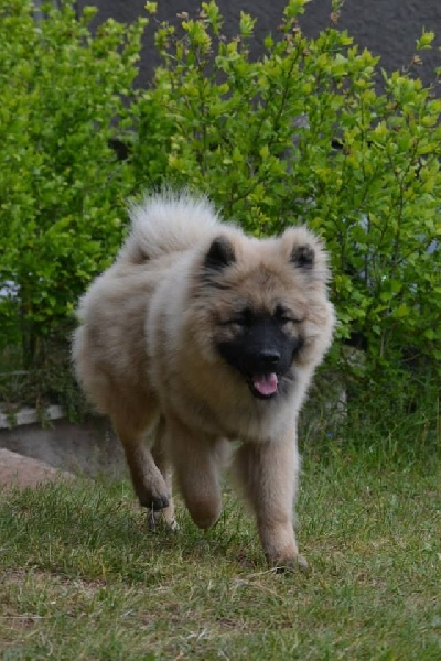 Jenko Du Royaume Des Terres Gelées