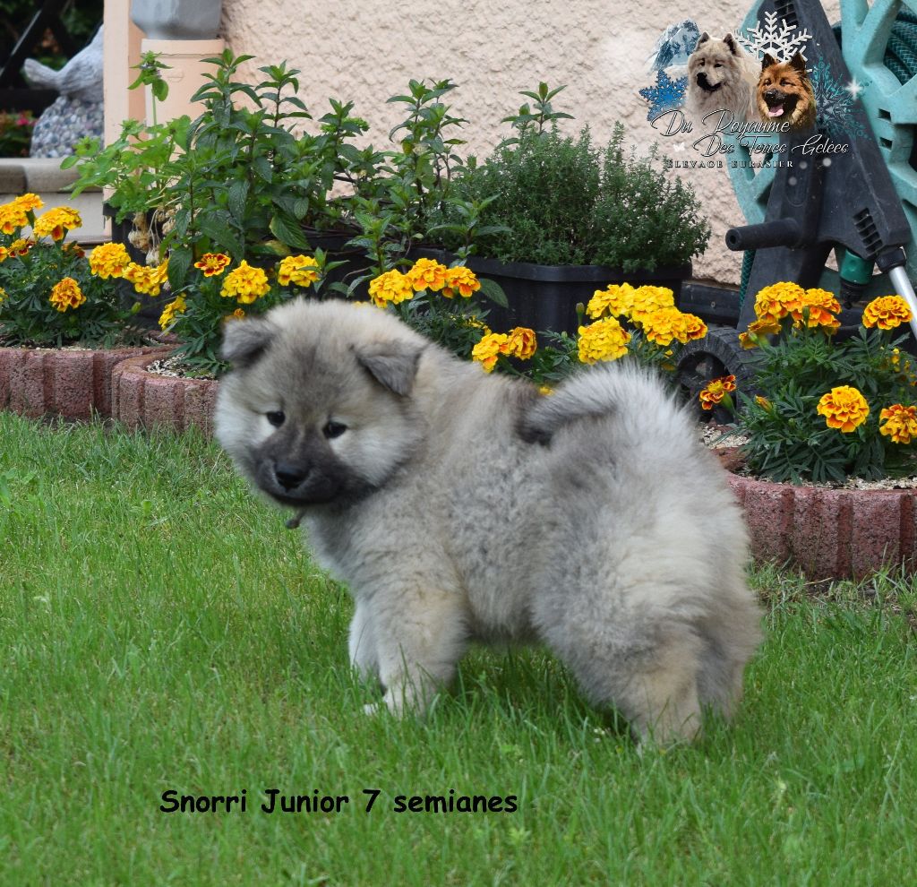 Snorri junior Du Royaume Des Terres Gelées