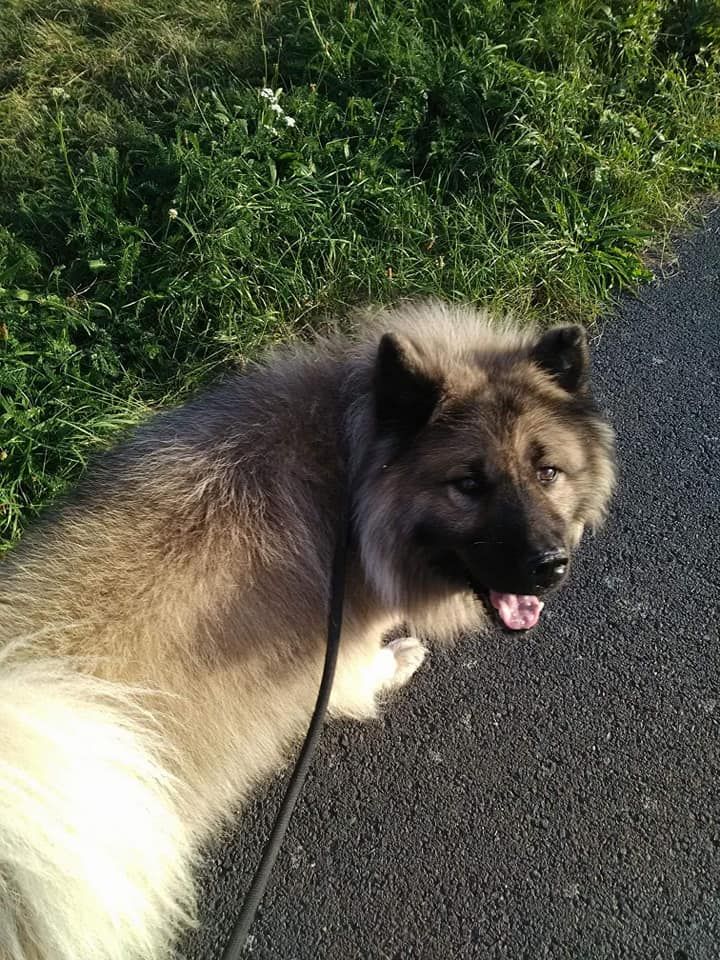 Jenko Du Royaume Des Terres Gelées