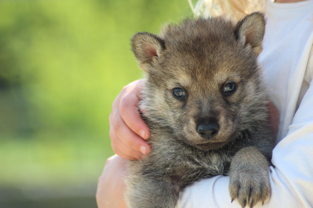 Chiot Chien Loup Tchecoslovaque Rouge Femelle Disponible