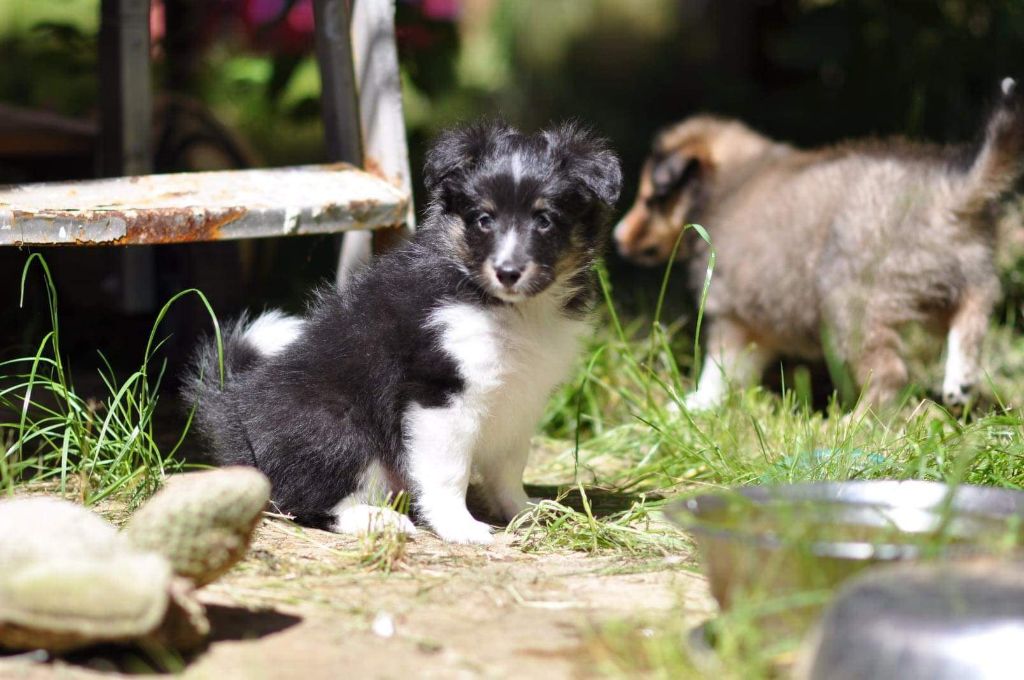 chien-shetland-sheepdog-sunny-le-merveilleux-du-fief-des-petits-crunchis