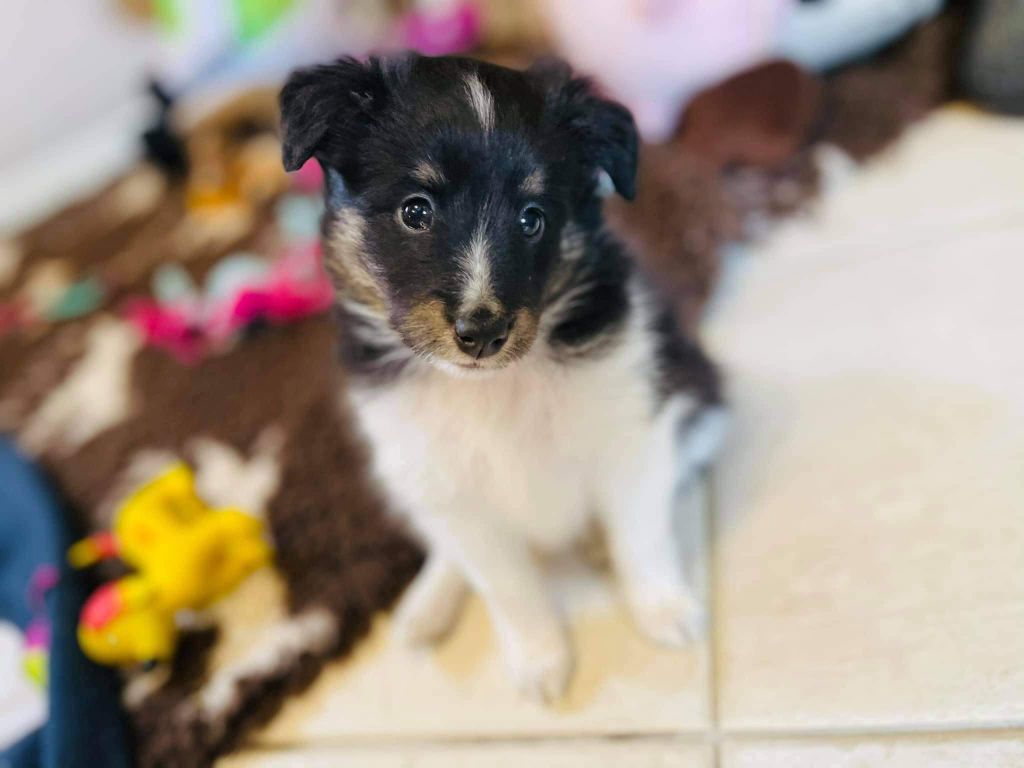 chien-shetland-sheepdog-sunny-le-merveilleux-du-fief-des-petits-crunchis