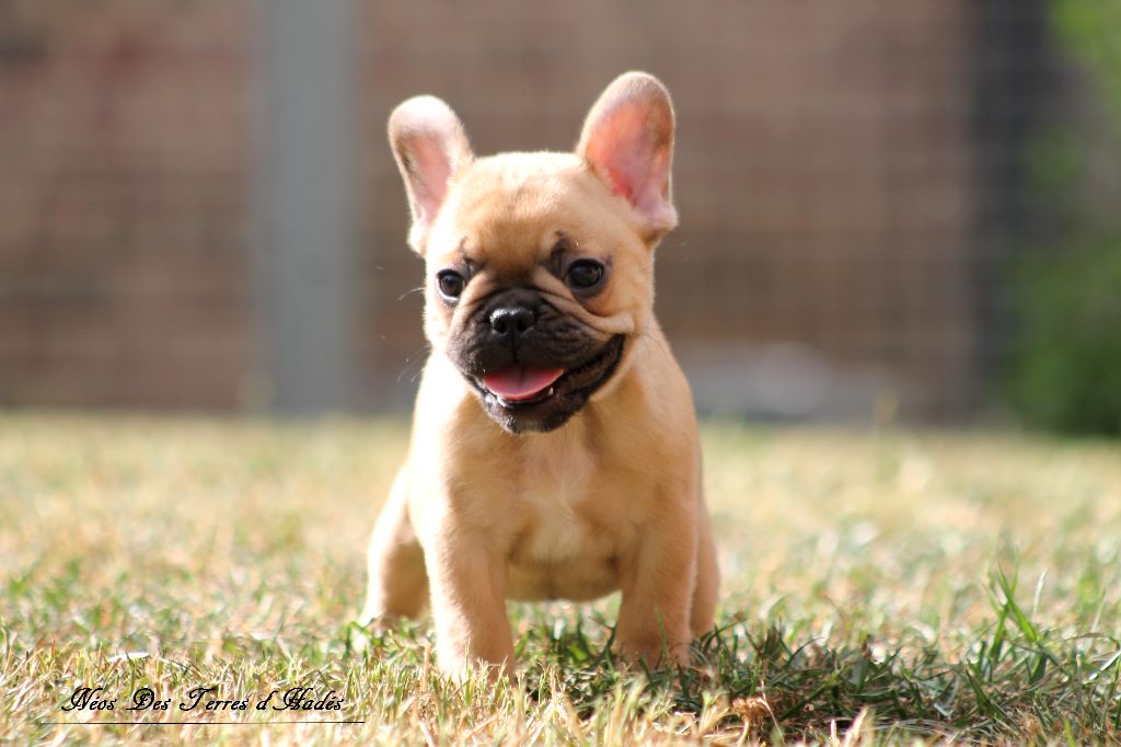 Chiot Elevage Des Terres D Hades Eleveur De Chiens Bouledogue Francais