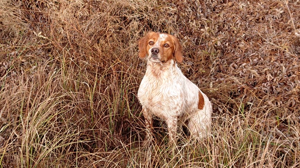 Sissy Des Sources De La Margeride