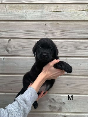 Labrador Retriever - de la Vallée de Saint Samson