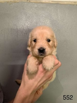 Golden Retriever - de la Vallée de Saint Samson