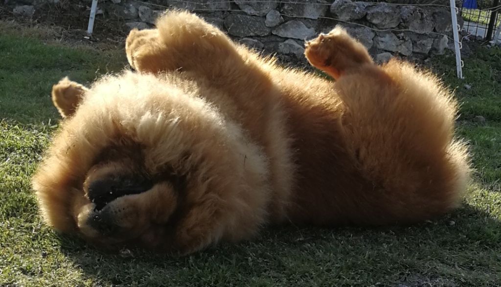 CH. Minato Des Légendes Des Ours