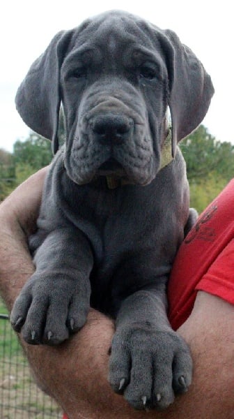 Chiot Dogue Allemand Muse Du Temple De Scoubidou Femelle Disponible En Occitanie 31 Garonne Haute Toutes Les Portees Les Chiots De Race Les Eleveurs Et Chiens De Race Sont Sur Chiens De France Com