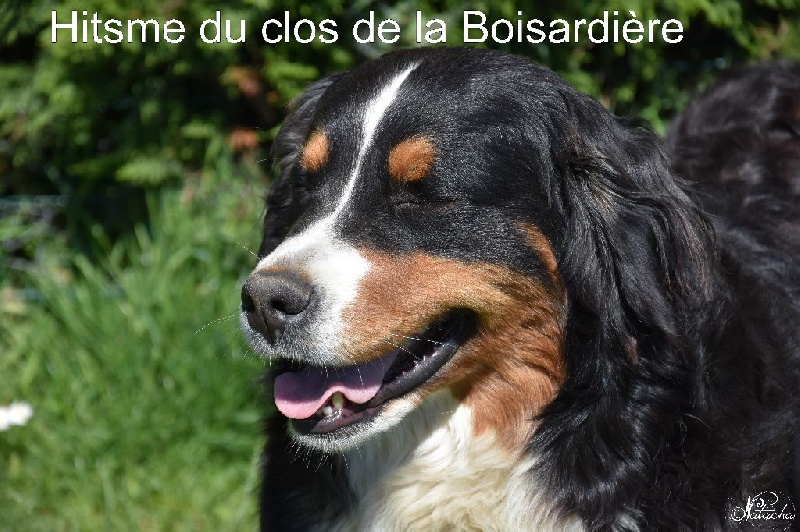 Hitsme du clos de la Boisardière