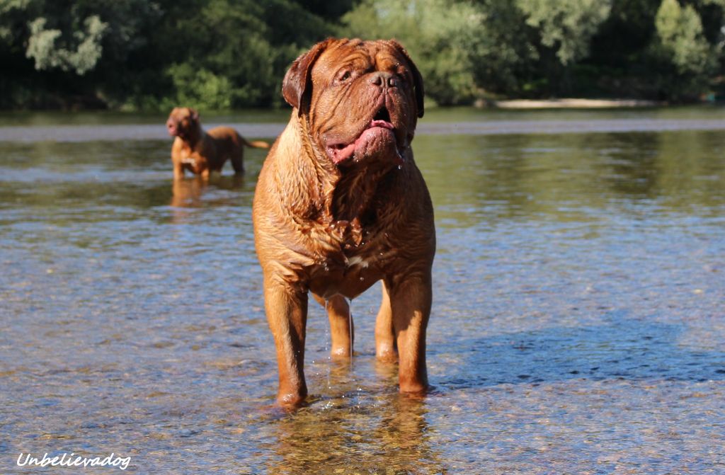 CH. Monsieur patate Unbelievadog