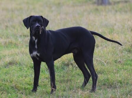 Accueil Elevage Des Rouges De Lomagne Eleveur De Chiens