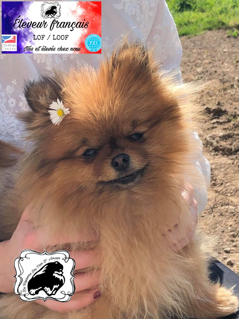 Chiot Elevage Spitz nain/Elevage Spitz Pomeranian