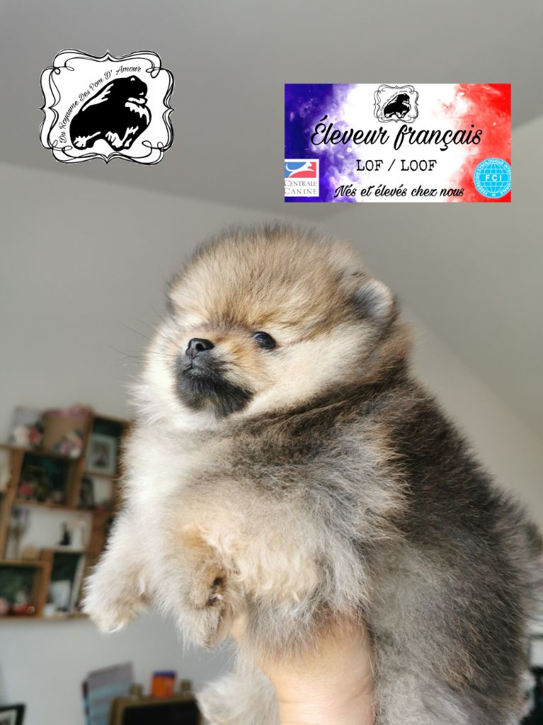 Chiot Elevage Spitz nain/Elevage Spitz Pomeranian