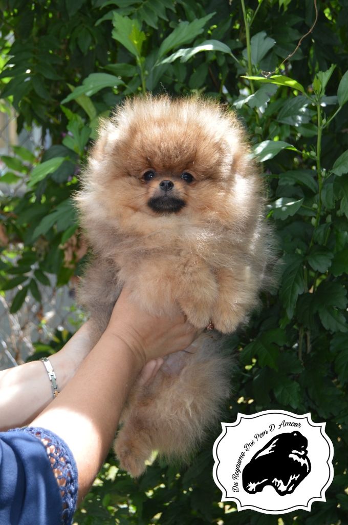 Chiot Elevage Spitz nain/Elevage Spitz Pomeranian