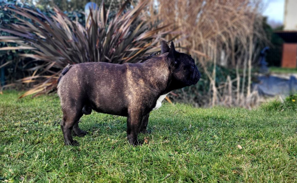 Tonnerre de brest Du Royaume Des Ty Zef