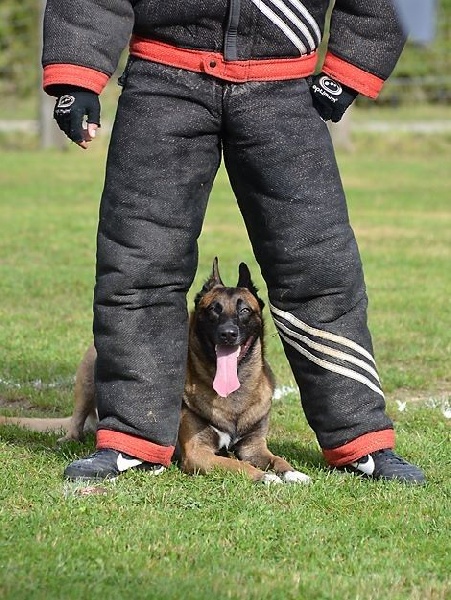 Accueil Elevage Du Domaine De Sécam Eleveur De Chiens