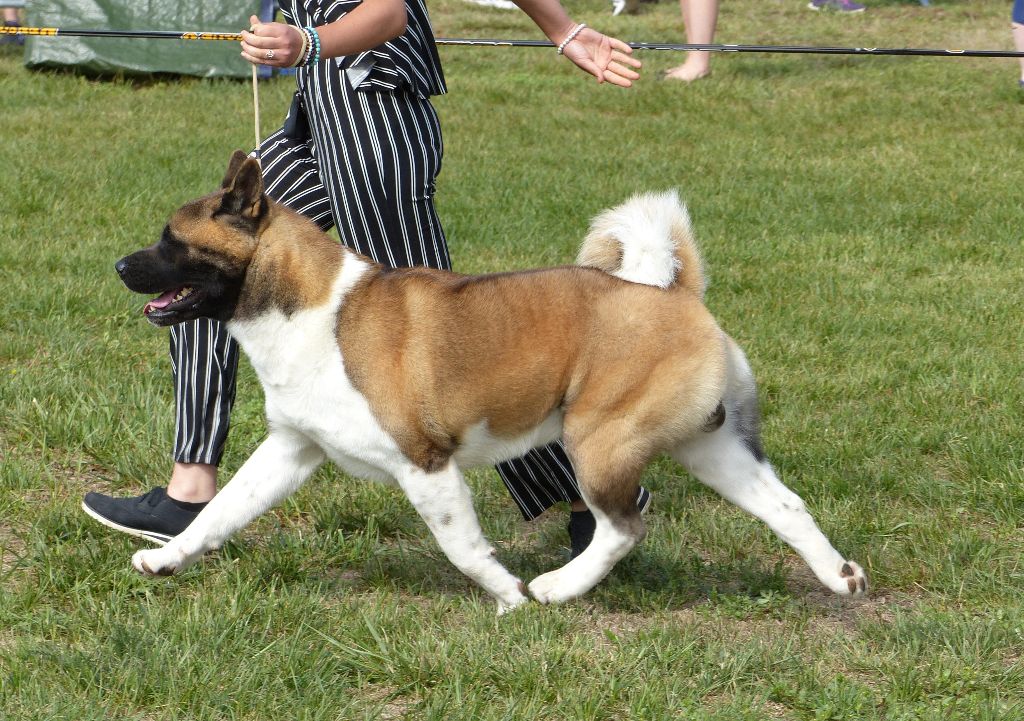 Accueil Elevage Du Clos De La Horde Eleveur De Chiens