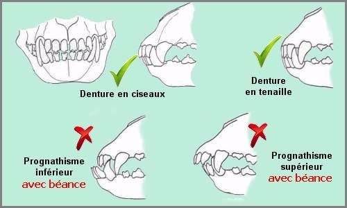 dentaire l'extraction Accueil  Provence  Des Joyaux  eleveur Elevage De  de