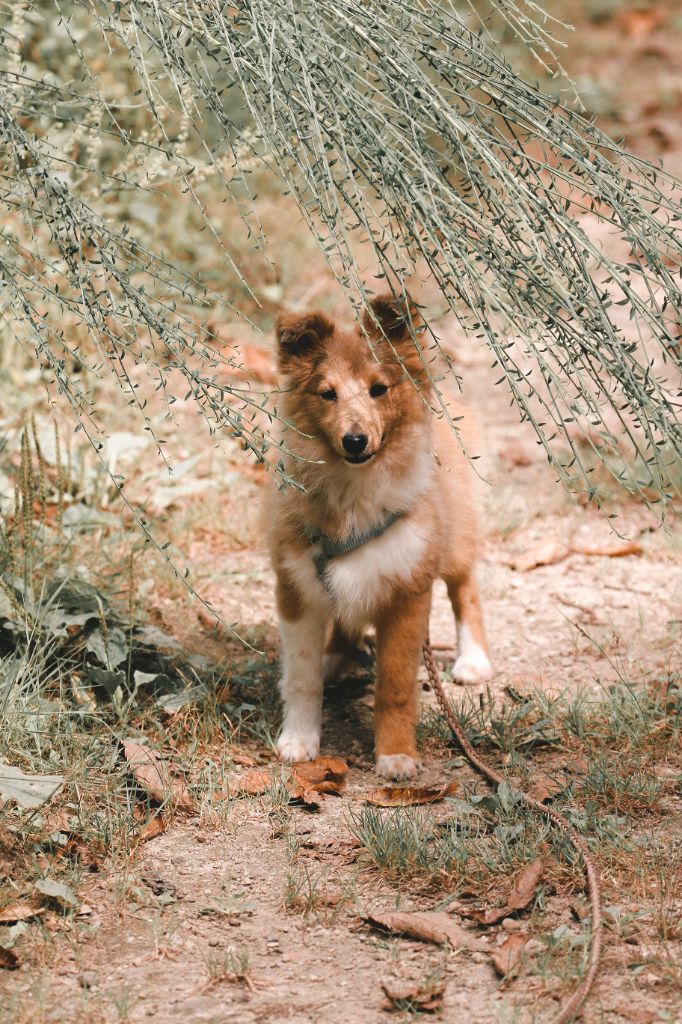 Valinor's pointy ears De La Tribu d'Hanayaawa